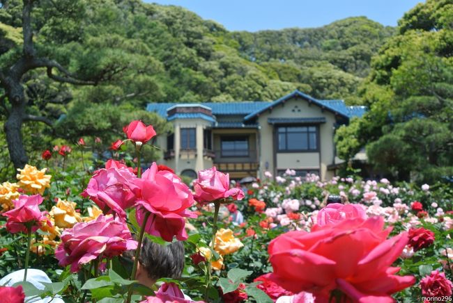 鎌倉文学館のバラを楽しんできました。<br />お天気は良かったのですが、風が強く、バラの花はは大きくスウィングしていました。<br />文学館の次は、長谷寺から成就院へ、紫陽花の下見もしてきました。<br /><br />鎌倉文学館のバラまつりは、5月15日〜6月9日です。<br />191種類230株のバラが植栽されているそうですが、少し傷んでしまった花も目立ちました。