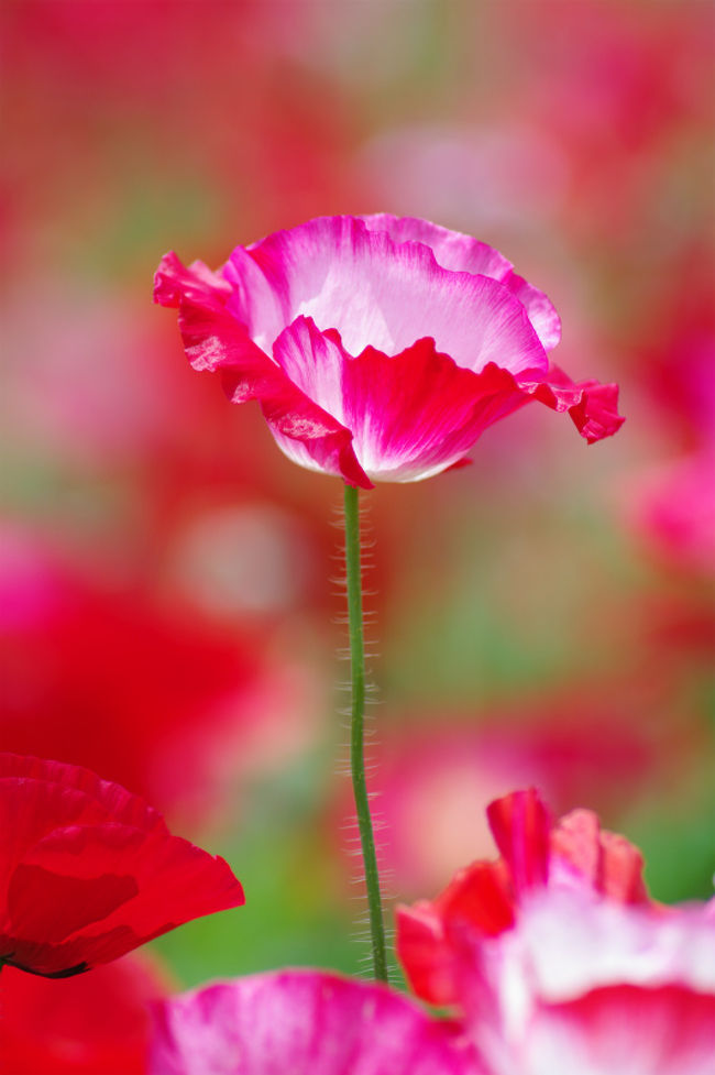 3月26日から始まり桜や菜の花・アイスランドポピー・チューリップと私達を楽しませてくれた昭和記念公園のFlower Festival2013のラストを鮮やかに飾るのは花の丘を真っ赤に染めるシャレーポピー。<br />そんな赤の世界を撮りに今年4度目となる昭和記念公園に行きました。<br />