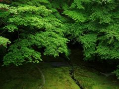 京都　新緑の社寺めぐり　大田神社、龍安寺、瑠璃光院