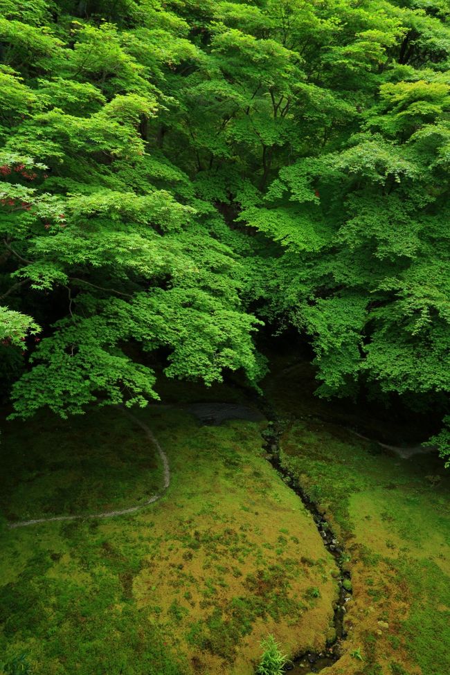 瑠璃光院の瑠璃の庭が見たくて京都へ。<br />開門まで時間があるので初夏を感じる社寺へ寄り道。<br /><br /><br />大田神社（おおたじんじゃ）<br />龍安寺（りょうあんじ）<br />瑠璃光院（るりこういん）