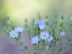 Japan　昭和記念公園　2013　マダムＧとさがす森の妖精たち　～ミツバチばあやの冒険～