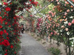 日本一長いバラのトンネル　平成の森公園