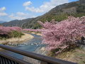 河津桜と近郊散策