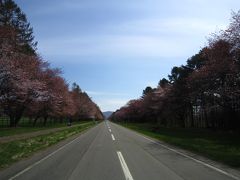 遅刻～～！ようやく北海道も春だ♪≪平岡公園梅林≫桜だ♪≪静内二十間道路桜並木≫