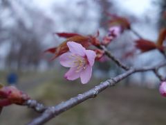 鈴蘭公園でお花見。ちょっとはやかったが，楽しめました。