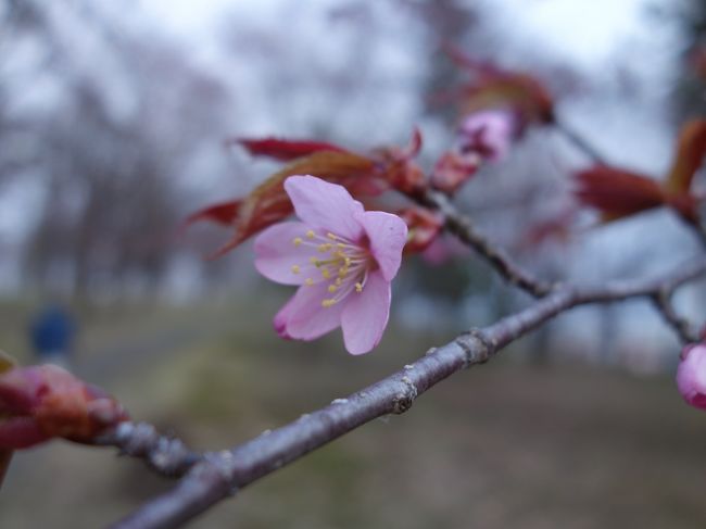 帯広から十勝川を渡ると音更町。十勝川沿いにある鈴蘭公園が桜の名所とのことで，行きました。ことしはなかなかあたたかくならず，まだちょっと満開にはなっていませんでしたが，結構楽しめました。
