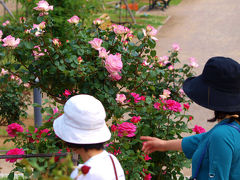 前橋市　敷島公園　バラ祭りが始まりますー３