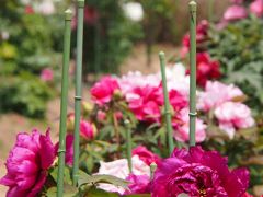 牡丹と☆藤と☆ツツジと☆一斉に花開く（はず・・の）花園へ・・・　～金蛇水神社～