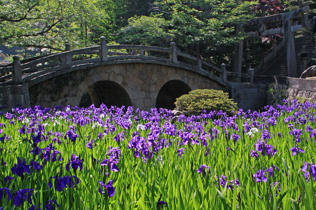 笠岡市吉浜にある、菅原神社にカキツバタを撮りに行って参りました。