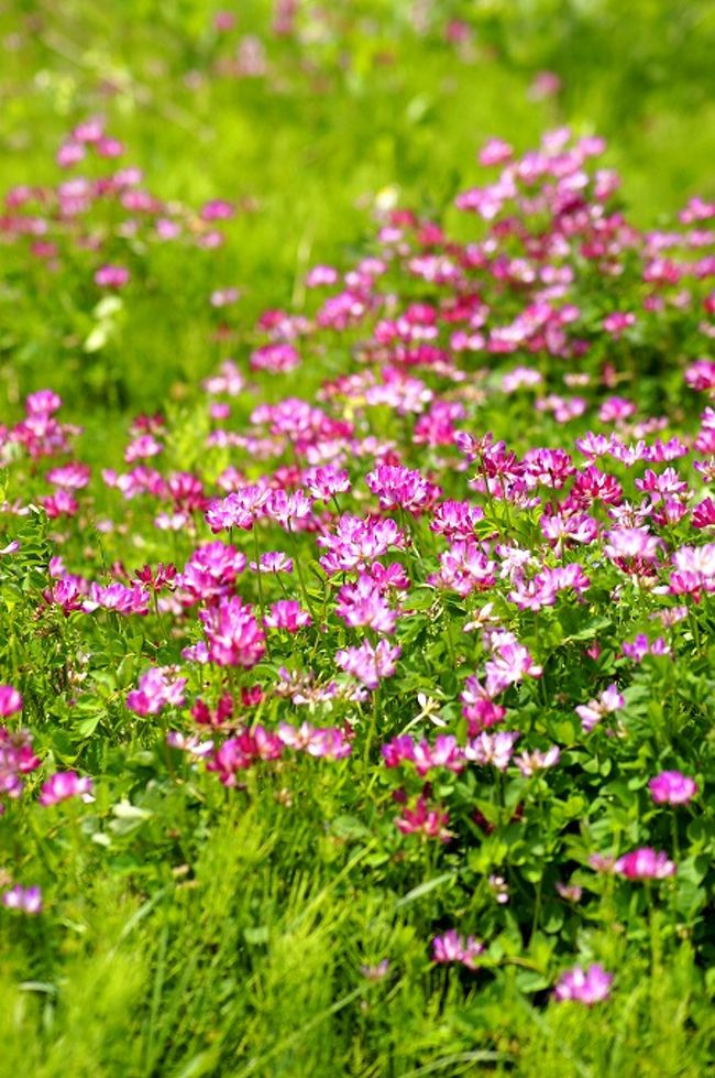 ☆福島県の季節の移り変わりを山野草や風景を中心に紹介しているブログ「福島・四季・彩々」、このシリーズも回を重ねもうＰａｒｔ,２６です。良かったらのぞいてみて下さいね(^^♪。 <br /><br />※日々連載中です。 <br /><br />