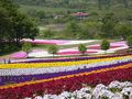 2013年。。芝桜。。満開の。。♪やくらいガーデン♪。。に行って来ました。ｖ（＾＾）