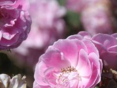バラは３年ぶりの神代植物公園の春バラフェスタ2013へ（1）コンテスト・ローズやオールドローズから波打つ大輪のシャクヤク