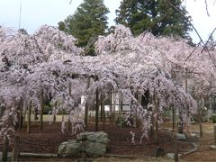 水戸 六地蔵寺の枝垂桜