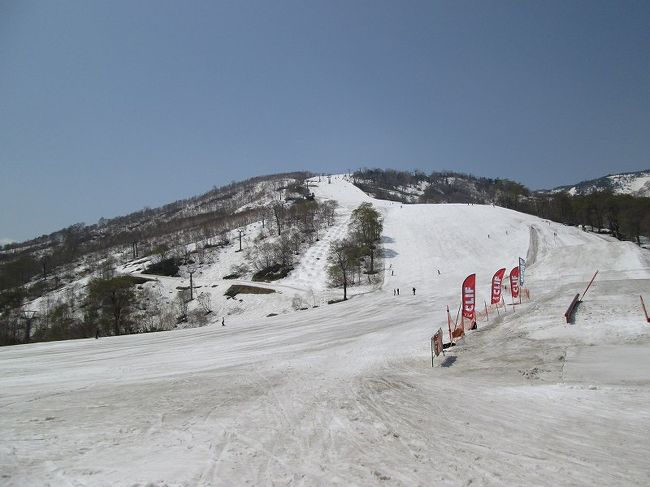 往生際の悪い敏じぃ　2度のスイスや国内でも滑りましたが、ちょっと未消化気味なので最後にひと滑りをしようと日帰りでかぐらスキー場に行ってきました。<br /><br />ここは恐らく日本のスキー場の中で滑走日数が最長のスキー場で退潮顕著なプリンス系の中では元気なスキー場です。<br /><br />さすがに平日ですからゲレンデは空いていましたが、それでも結構な人出でした。　若者（学生？）とシニアがほぼ半々、やはりこの時期まで滑る人達は上手でした。