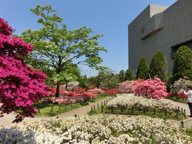 花咲く春。<br />桜も観たし、チューリップも観た。<br />次はなんだろう！？<br />一年に一度、ぼさっとしてると見頃を逃しちゃう。<br />東京のつつじの名所をネットで調べると、根津神社・平成つつじ公園・・・<br />平成つつじ公園って練馬駅前！？<br />根津神社はちょっと早いのようなので近く平成つつじ公園に行って来ました。