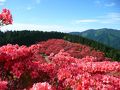 一目千本は、吉野山の桜、一目百万本は・・・
