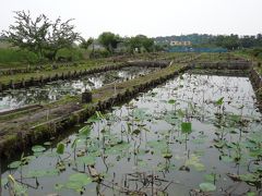 原市沼の古代蓮