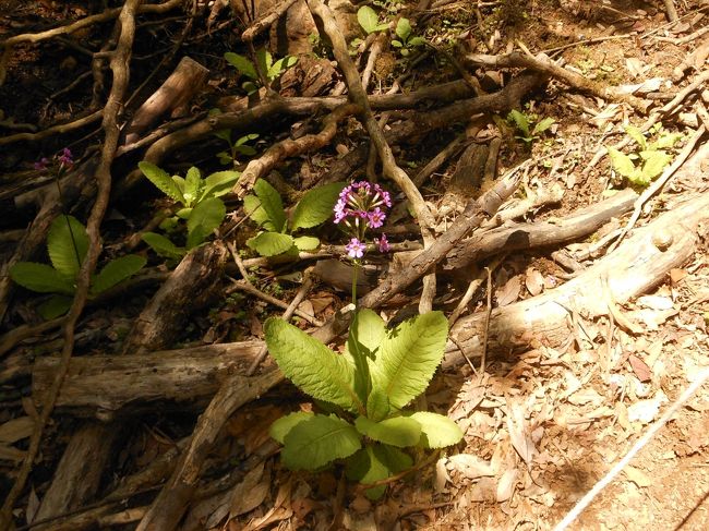 　篠山の奥にあるクリン草の群落を見に行きました。盛りを過ぎていましたが、何とか見ることができました。ここのクリンソウを守る会のボランティアの方々に感謝します。