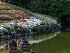 小さな旅●新緑の愛知県緑化センター　サツキの咲く頃 園内散策