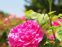 色とりどりのバラに癒されたい　可児市にある花フェスタ記念公園に行こう！