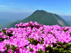 鶴見岳でミヤマキリシマ