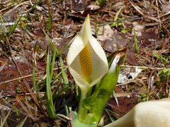 乗鞍高原　一之瀬園地を歩く　水芭蕉を見る