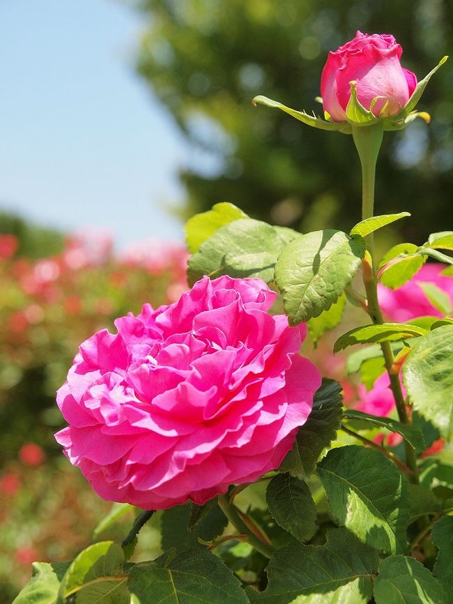 可児市にある「花フェスタ記念公園」で＜春のバラまつり＞開催中！というのを見つけて行ってみる事にしました。<br /><br />広い公園内にはたくさんのバラが咲いていて見応えバッチリ♪<br /><br />暑い日に綺麗なバラとビールを楽しんできました。