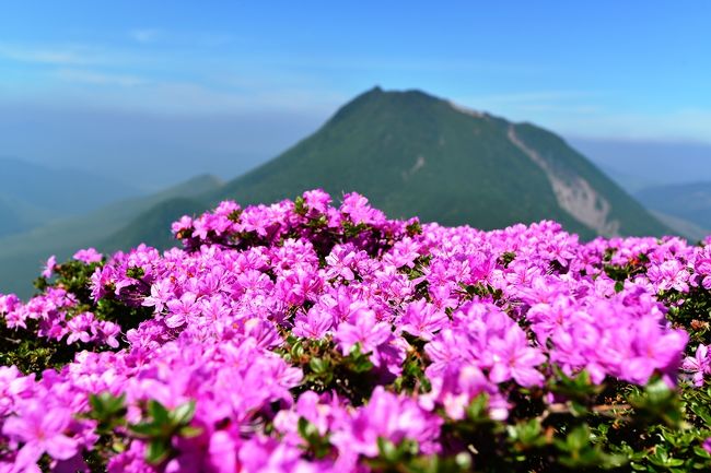 　今年もミヤマキリシマの季節がやってきました。　<br />　ミヤマキリシマは九州の活火山の高い山に咲く、小さくて綺麗なつつじです。<br />　低い山から段々に咲いてきます。<br />　5月23日のニュースでは鶴見岳で３〜５分咲とか。<br />　天気予報では来週は雨が多く、土日は人出が多そうだし、<br />　急遽思い起って、24日に行ってきました。<br />　写真だけでも、というより写真だけですが、ご覧ください。