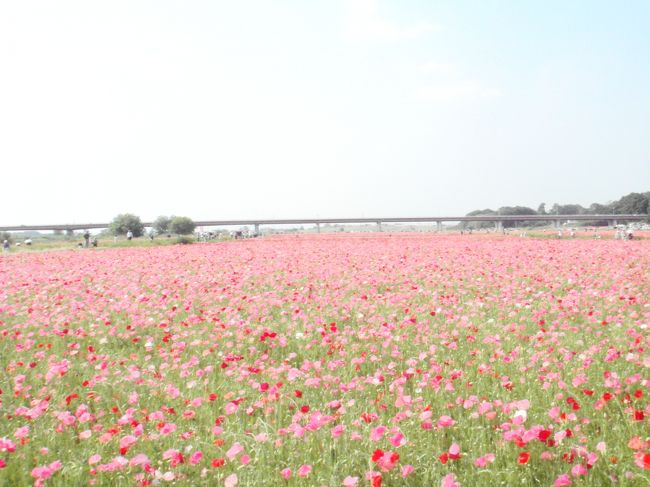 先週はまだ花がまばらだったポピー畑。今日は満開！！赤、ピンク、黄色、八重咲きも！今日は無料のシャトルバスに乗って行ってきました。12.5haの日本一広いポピー畑はたくさんの人で賑わっていました。