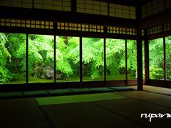 京都　大原八瀬　雨の瑠璃光院　鮮やかな緑に包まれて～もみじの花と実
