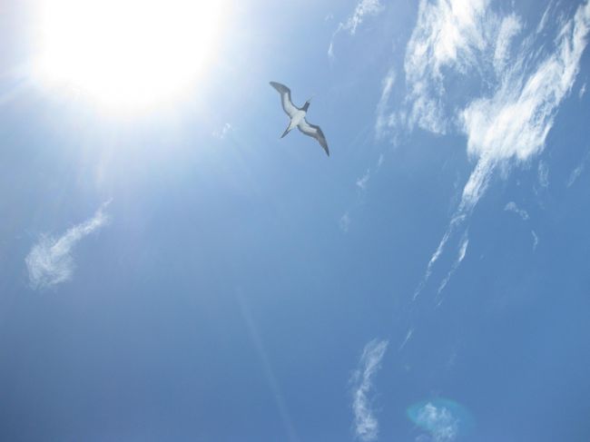 2012年7月27日から6日間の「予定」で小笠原旅行に行ってきました。<br />目的はダイビング。<br />大手旅行社のツアー使用、名古屋発の新幹線付きで、お値段も自己手配と変わらないくらい<br />それでいて面倒な「おがまるのチケット確保」は旅行社がしてくれる!ということで。<br />しかし、出発前に何度も天気図を見ていったにもかかわらず<br />到着すると父島近海に熱帯低気圧が発生していました。<br />どうしよう!?<br /><br />(旅行記を作ることを想定していないため写真は微妙です…すみません)