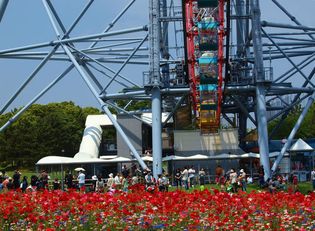 コスモスの綺麗な葛西臨海公園は知っていましたが<br /><br />　ポピー咲かせていると聞き行ってきました<br /><br />　　噂にたがわない美しさを見せてくれました。<br /><br />そして大展望台からの展望<br /><br />葛西臨海公園<br />http://www.tokyo-park.or.jp/park/format/index026.html <br />