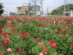 とある心地よい週末の昼前散策