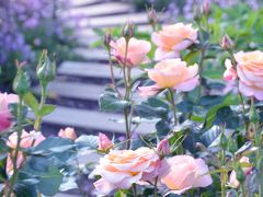 Japan　横浜イングリッシュガーデンの薔薇　2013　～ミツバチばあやの冒険～
