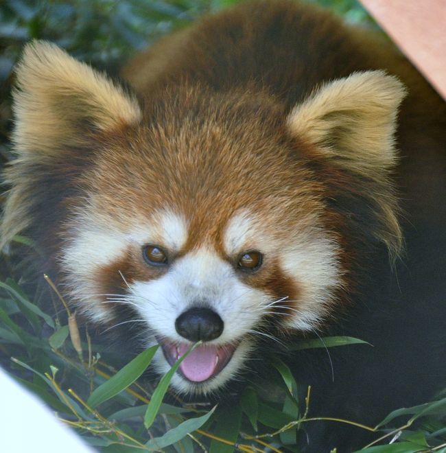 京都市動物園に行ってまいりました。<br />京都で学生生活を送り、結婚前までは京都府民だったshimahukurouですが、京都市立動物園に行くのは今回が初めて。<br />レッサーパンダコミュのオフ会が京都市立動物園であったときに参加できなかったので、古都ちゃん茶々君に会いたいと思い続けていましたが、５／１８からは繁殖目的に中国からレッサーパンダ２頭を迎え、何と合計４頭のレッサーパンダに会えちゃうって。これは行くっきゃないでしょ！！！