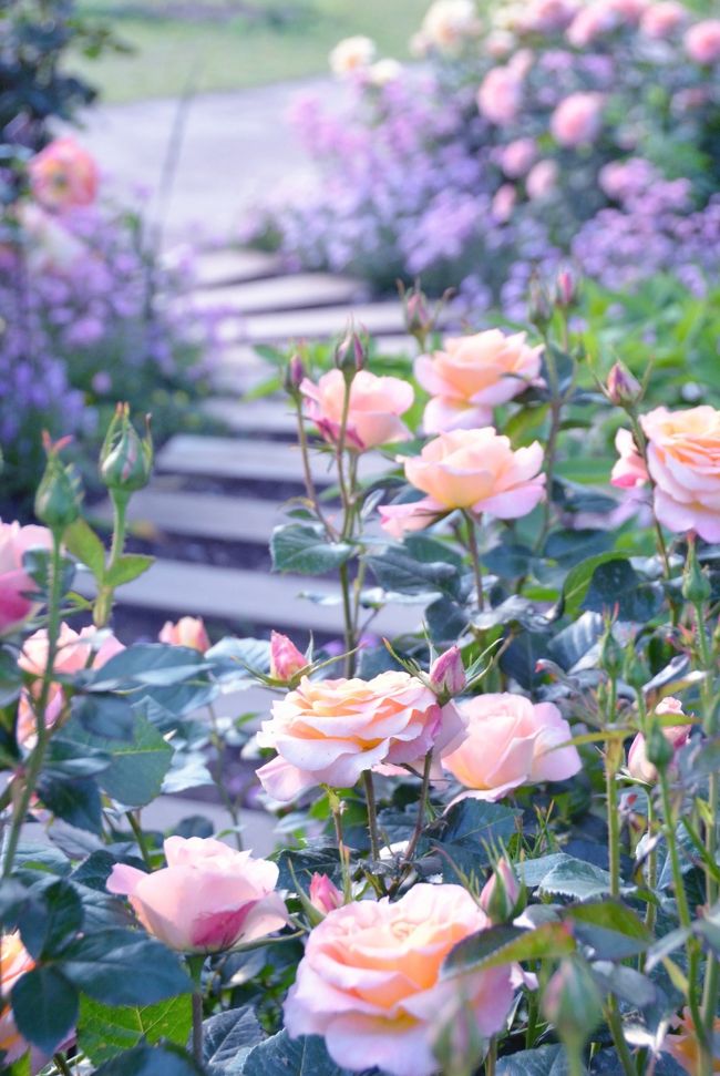 このところ母とのお花見計画が不発です。<br />三浦海岸の河津桜は当日<br />めったにないほどの強風で黄砂が舞って舞って中止。<br />ソメイヨシノは「仲良しのお友達と近所でお花見するから。」<br />あ、そう。<br />そして亀井戸天神の藤はワタクシが多忙になり。<br /><br />で、横浜イングリッシュガーデンは横浜だ~いすきの母が<br />二つ返事!<br /><br />それで溝の口の母のところに行った帰りに下見に行きました。<br />なにせ90歳の老婆なので本人は元気なつもりでも疲れやすいから<br />駅からの道順、園内の様子など偵察しておかなくちゃ。<br /><br /><br />横浜イングリッシュガーデン公式サイト<br />http://www.y-eg.jp/<br /><br /><br />★Japan 横浜イングリッシュガーデンだけのサイトマップ <br />~ミツバチばあやの冒険~<br />http://4travel.jp/travelogue/10979509<br /><br />★Japan ~ミツバチばあやの冒険~ 日本編サイトマップ<br />http://4travel.jp/traveler/tougarashibaba/album/10453406/