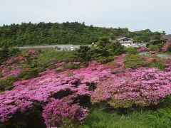 九州レンタカー旅行　五日目　仁田峠のミヤマキリシマ