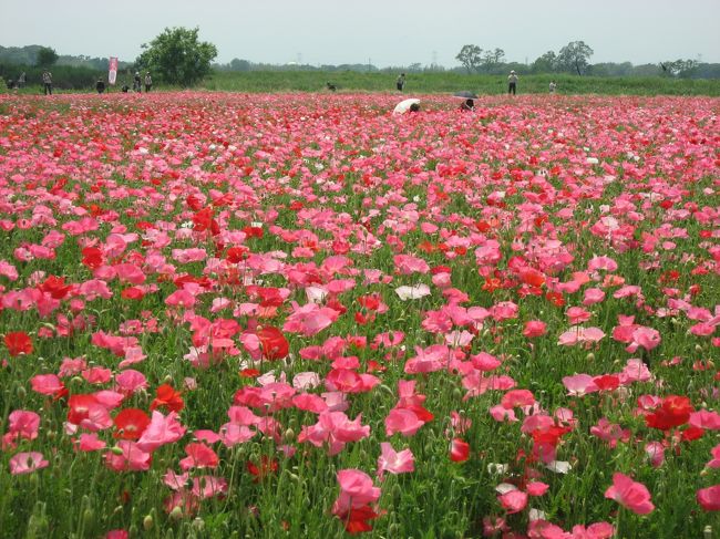鴻巣のポピーが見頃になったので行ってきました。無料のシャトルバスがあったので花久の里にも行ってみました。<br /><br />★散歩ルート<br />鴻巣駅→ポピー・ハッピースクエア(ポピー・麦なでしこ)→花久の里(バラ)→せせらぎ公園→鴻神社→長木屋(川幅うどん)