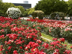 大阪　万博公園　平和のバラ園・日本庭園花しょうぶ田