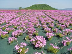 愛知県で一番高いところ、芝桜の丘と茶臼山（1,415m）山頂へ。