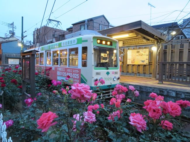 バラが見たいねと話をしていてどこにするかいろいろ考えたすえ都電荒川線の1日乗車券を購入して<br />乗り降りしながらバラを見ることになりました。<br />三ノ輪まで行った時にお昼過ぎに到着したので商店街で中華のランチを食べてから<br />都電に乗ってあらかわ遊園、雑司ヶ谷、早稲田、あらかわ車庫に途中下車しました、<br />スタートが遅かったので三ノ輪に戻って来た時には真っ暗になっていました。<br />乗っているだけでも結構楽しめる電車でした。