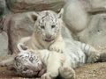 東武動物公園のホワイトタイガーの赤ちゃんめざして（前編）子犬みたいなホワイトタイガーの赤ちゃん３匹と堂々たるカーラお母さん