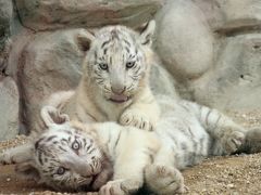 東武動物公園のホワイトタイガーの赤ちゃんめざして（前編）子犬みたいなホワイトタイガーの赤ちゃん３匹と堂々たるカーラお母さん