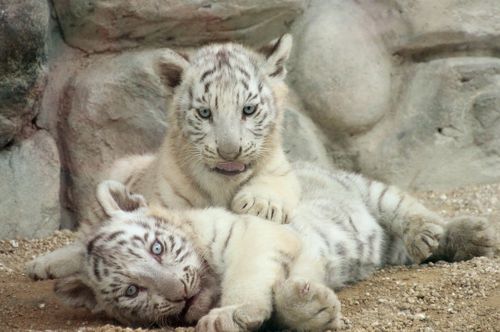 東武動物公園のホワイトタイガーの赤ちゃんめざして（前編）子犬みたい