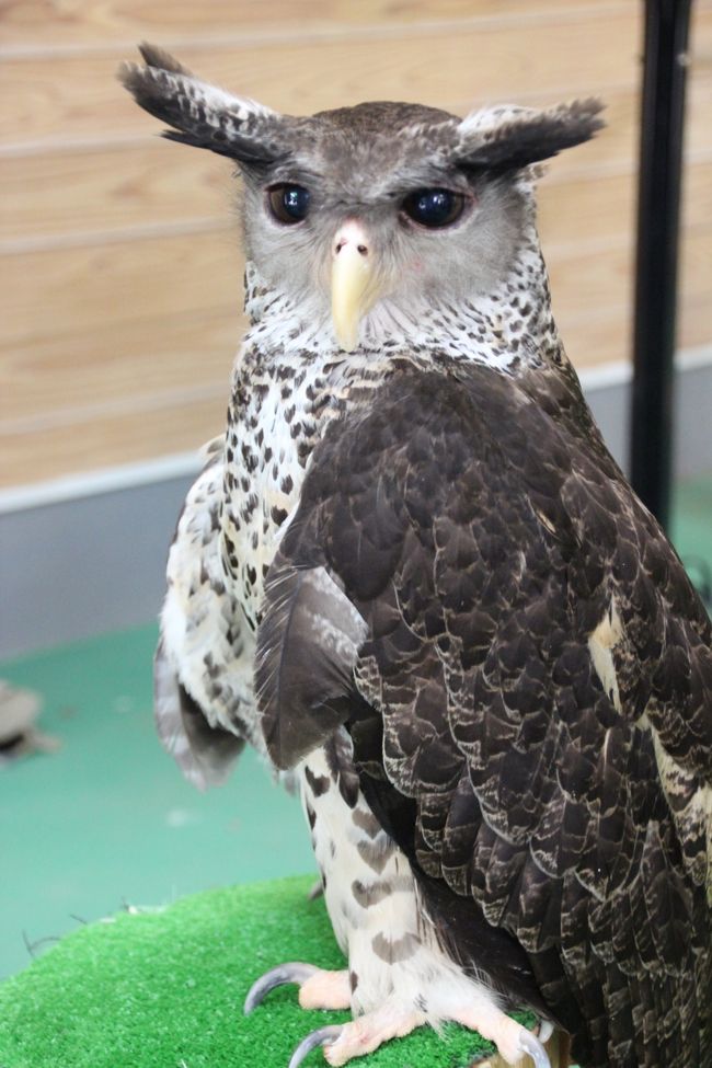 デジカメを手にして初めて動物園撮影にチャレンジしたのは、東武動物公園からです。<br />イルミネーションのついでもあったのですが、あのときは東武動物公園にやって来たばかりの双子のホワイトタイガーが１番目当てでした。<br />いまやレッサーパンダ・ラブラブとなった私にとって、残念ながら初夏の東武動物公園はおそれていたとおり、レッサーパンダは不作。<br />暑さに弱いレッサーパンダを無理に屋外放飼場に出さないのはレッサーパンダのために良いのですが、タイミング悪く、３匹いる東武動物公園のレッサーパンダのうち屋内展示場にいたたった１匹のレッサーは、夕方近くになってもお昼寝中でした。<br />物音に起き上がった一瞬の横顔は撮れましたが、その子の寝姿しか拝めませんでした。<br /><br />でも本日は再び１番目当てはホワイトタイガーとなりました。<br />もちろん、赤ちゃん！<br />ただ、ライオンも含め、ネコ科の動物は暑い昼間は昼寝するようです。<br />昼になったらホワイトタイガーの赤ちゃんもカーラお母さんも、それから別の檻にいたロッキー父さんもみんなお昼寝してしまいました。<br />なので、夕方になったらまた目を覚まして動いてくれるのを期待して、他の動物たちを少しだけ見て回りました。<br />特に、ワオキツネザルの赤ちゃんが公開されていることを知ったので、それを楽しみに。<br />そのため、今回は今までなかなか足を運ぶことになかった「ふれあい動物の森」エリアをゆっくり回りました。<br />表紙のミミズクくんは、「ふれあい動物の森」にいました。<br />また、カバさんやゾウさんのおやつタイムにも遭遇したので、飼育員さんの話もしっかり聞いてきました@<br /><br />＜ホワイトタイガーの赤ちゃん目当ての東武動物公園の旅行記のシリーズ構成＞<br />□（前編）子犬みたいなホワイトタイガーの赤ちゃん３匹と堂々たるカーラお母さん<br />■（後編）ホワイトタイガーがお昼寝している間に、他の動物たちへ～元気いっぱいのワオギツネザルの赤ちゃん他<br /><br />東武動物公園の動物園のトップページ<br />http://www.tobuzoo.com/zoo/<br /><br />これまでの動物園の旅行記は目次を作成しました。<br />「動物／動物園と水族館の旅行記～レッサーパンダ大好き～　目次」<br />http://4travel.jp/traveler/traveler-mami/album/10744070/<br />