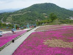 近くに行きたい♪　「う～ん　かなりビミョ～( 一一)　愛知県最高峰・茶臼山の芝桜」