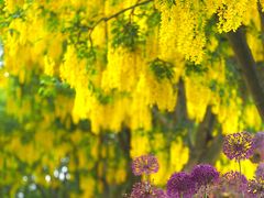 バンクーバー花図鑑（５月下旬）キングサリの季節＠バンデューセン植物園