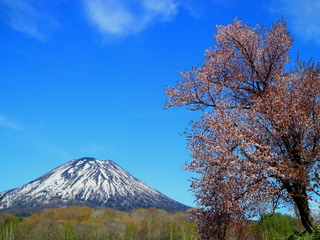 春の羊蹄山麓をグルっと一周ドライブです。<br />北海道の今年の春の訪れは平年より約１０日ほど遅いようで、５月も下旬なんですがまだ桜も咲いてます。<br />羊蹄山麓もスカッと広々した北の大地が広がっていました。<br />ここにも富良野や美瑛に劣らない風景があります。<br />特にニセコの羊蹄山麓側には広大で、のんびりした風景がこれでもかと広がっています。お天気も良かったのでお気に入りの写真も撮れました。<br />今回も往復ＬＣＣ利用、お泊りはゲストハウスではなくて普通の温泉旅館に泊まりました。