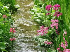 川治温泉の旅・・・③上三依水生植物園を楽しむ