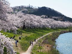 白石川の堤に、延々と続く・・・桜のトンネルに感動～～！！☆一目千本桜☆